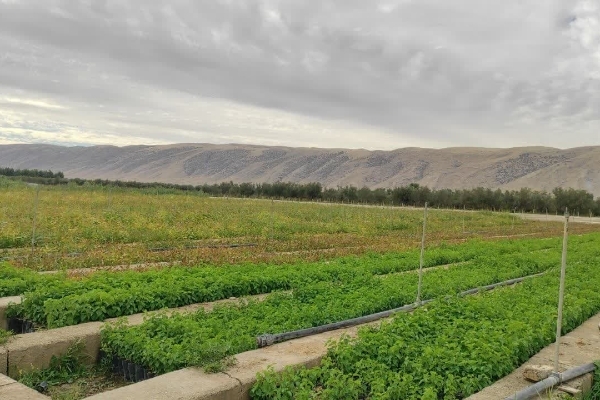 کاشت ۴۰۰ هزار اصله نهال در سرپل‌ذهاب