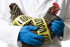 اقدامات پیشگیرانه آنفولانزا فوق حاد پرندگان جدی بگیرید
