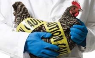 اقدامات پیشگیرانه آنفولانزا فوق حاد پرندگان جدی بگیرید