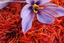 کشت آزمایشی زعفران در سرپل‌ذهاب برای نخستین‌‌ بار