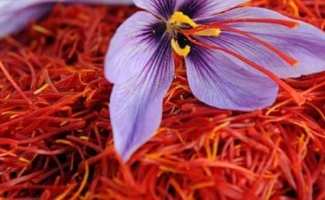 کشت آزمایشی زعفران در سرپل‌ذهاب برای نخستین‌‌ بار