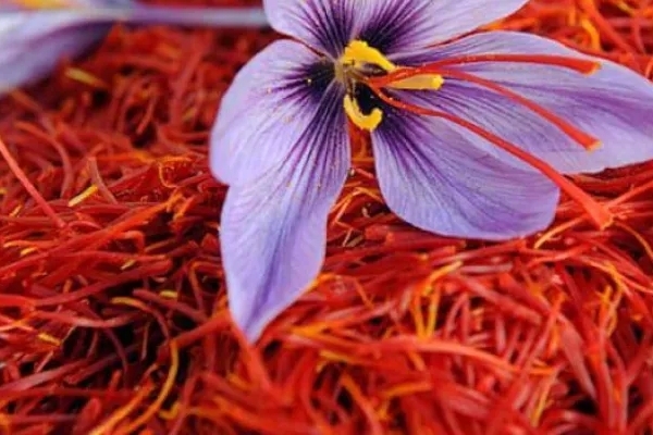 کشت آزمایشی زعفران در سرپل‌ذهاب برای نخستین‌‌ بار