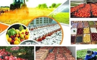 سرانه تولید هر سرپل‌ذهابی‌ ۸ تن است