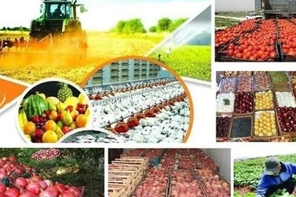 سرانه تولید هر سرپل‌ذهابی‌ ۸ تن است