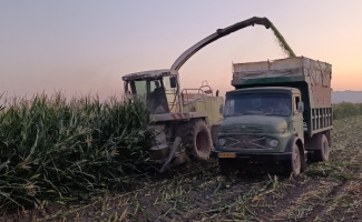 برداشت ذرت علوفه‌ای از مزارع سرپل‌ذهاب آغاز شد