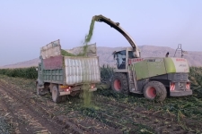 کشت بیش از ۵ هزار هکتار ذرت در شهرستان