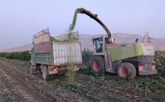 کشت بیش از ۵ هزار هکتار ذرت در شهرستان