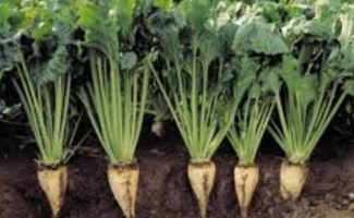 کشت ۱۳ درصد چغندرقند پائیزه کشور در شهرستان سرپل‌ذهاب