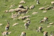 آهوان پناهگاه حیات وحش قراویز سرشماری شدند