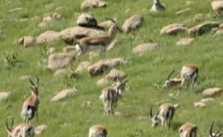 آهوان پناهگاه حیات وحش قراویز سرشماری شدند