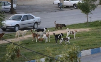 جولان سگ‌های ولگرد در کلان‌شهر بی‌کلانتر کرمانشاه