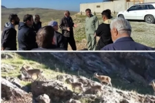 جبران‌ خسارت به کشاورزان سرپل‌ذهابی بر اثر ورود آهوان حیات وحش قراویز به محصولات کشاورزی