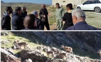 جبران‌ خسارت به کشاورزان سرپل‌ذهابی بر اثر ورود آهوان حیات وحش قراویز به محصولات کشاورزی