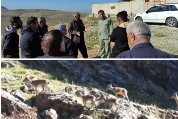 جبران‌ خسارت به کشاورزان سرپل‌ذهابی بر اثر ورود آهوان حیات وحش قراویز به محصولات کشاورزی