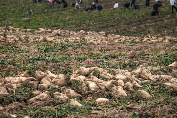 کرمانشاه سومین استان تولیدکننده چغندر قند