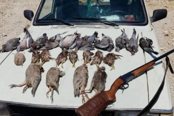 شکار بی‌رویه بلای جان حیات وحش کنگاور