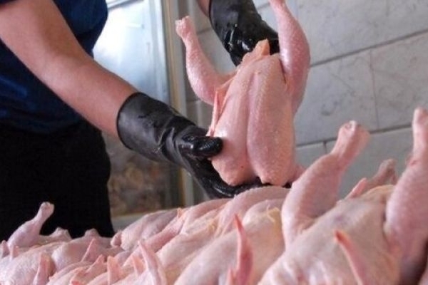 ضرر میلیاردی مرغداران به دلیل تولید مازاد