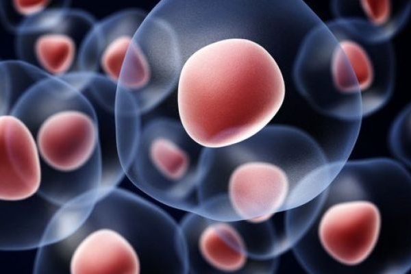 لزوم تقویت بانک اطلاعاتی HLA انتقال خون