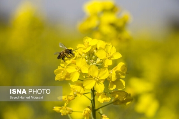 همه استان‌ها ظرفیت کشت دانه‌های روغنی را دارند