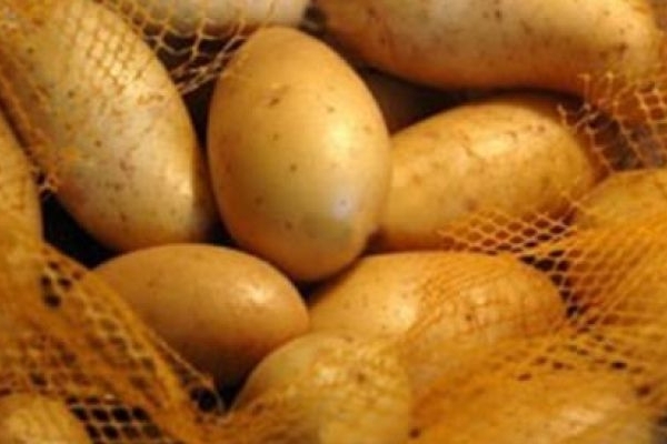 عرضه مستقیم سیب‌زمینی در میادین