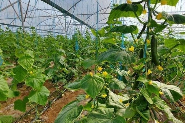 تأمین سوخت اضطراری برای گلخانه‌ها ضروری است