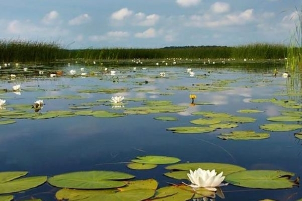 احیای نیلوفر زرد در کرمانشاه بی‌نتیجه ماند