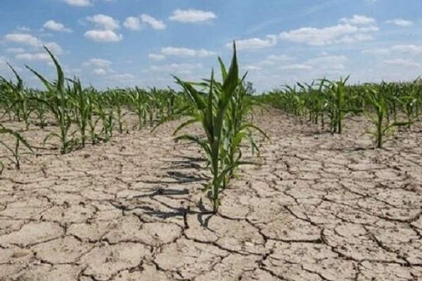 یادداشت؛ خشکسالی‌های مکرر و افت امنیت غذایی