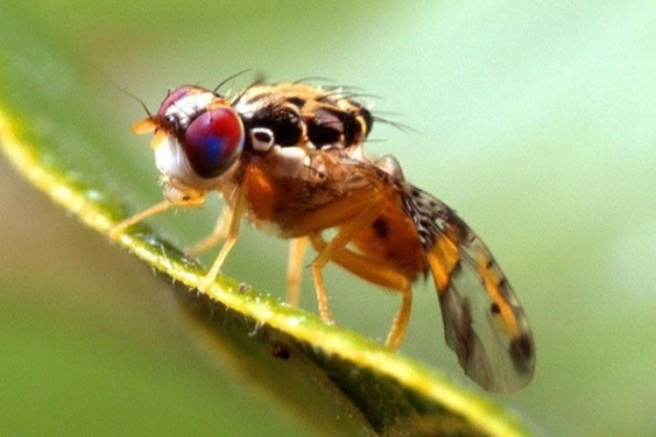 فناوری هسته‌ای، دشمن باغ‌ها را زمین‌گیر کرد