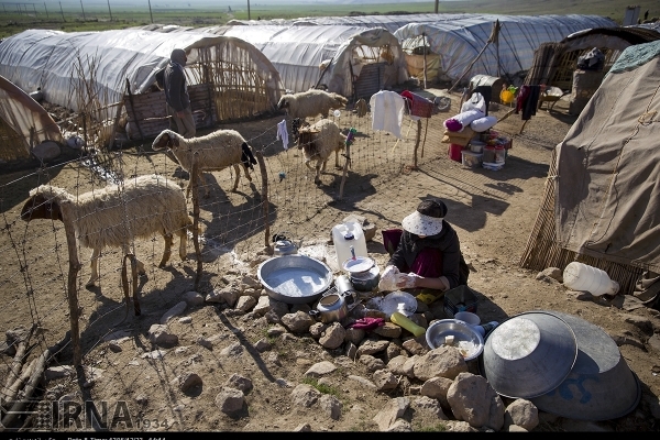 عشایر قصرشیرین؛ مرزبانان خط مقدم تولید