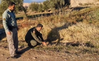 رهاسازی و بازگشت به طبیعت یک قطعه دراج در سرپل ذهاب