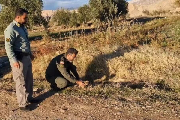 رهاسازی و بازگشت به طبیعت یک قطعه دراج در سرپل ذهاب