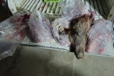 کشف لاشه گراز وحشی و سلاح شکار غیرمجاز در سرپل‌ذهاب