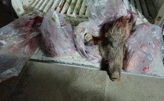 کشف لاشه گراز وحشی و سلاح شکار غیرمجاز در سرپل‌ذهاب