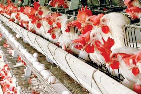 اعطای تسهیلات جدید برای خرید نهاده‌های دامی