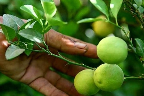 پایان برداشت مرکبات از باغات قصرشیرین