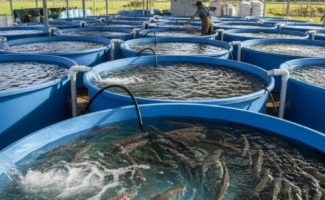 توسعه گسترده مزارع فعال آبزی‌پروری در استان کرمانشاه