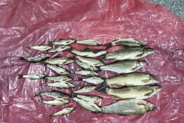 دستگیری متخلفین صید غیرمجاز ماهی در سرپل ذهاب با همکاری کلانتری ۱۱ بسیج شهری