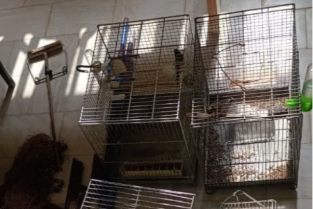 کشف و ضبط ادوات صید غیرمجاز و نجات سهره‌های طلایی توسط محیط‌بانان سرپل‌ذهاب