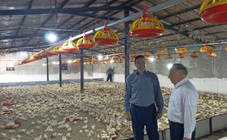 ۱۳ هزار قطعه جوجه‌ریزی در مرغداری‌های سرپل‌ذهاب انجام شد.