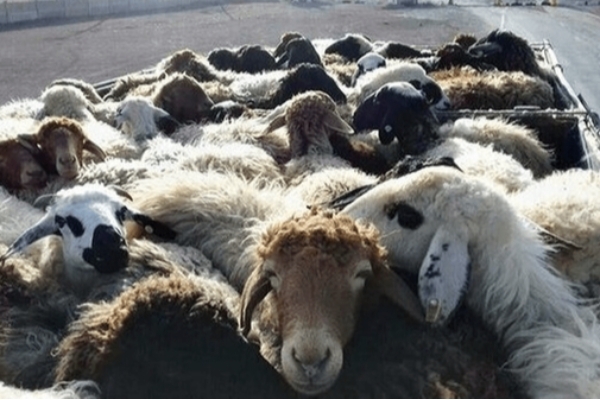 دام‌های قاچاق از مرز رد نشد