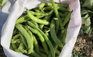 برداشت باقلا در سرپل‌ذهاب آغاز شد؛ تولید ۶۰۰ تن محصول نوبرانه در ۶۰ هکتار