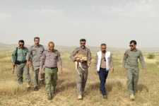رهاسازی موفق یک ماده‌آهو پس از درمان در پناهگاه حیات‌وحش قراویز