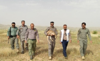 رهاسازی موفق یک ماده‌آهو پس از درمان در پناهگاه حیات‌وحش قراویز