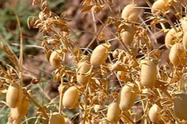 کل بذر نخود کشور در کرمانشاه تولید می‌شود
