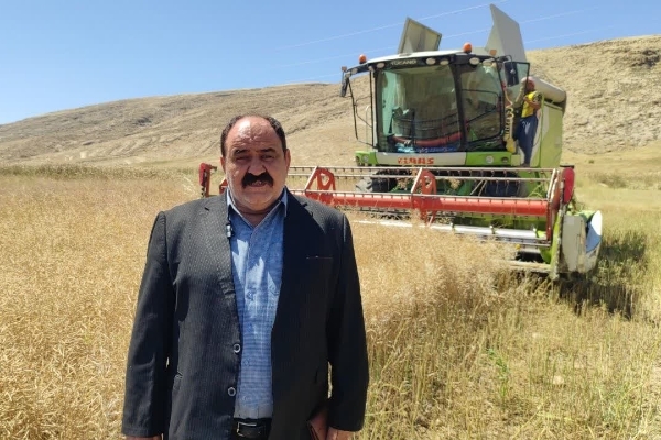 آغاز برداشت کلزا در سرپل‌ذهاب؛ پیش‌بینی تولید تا ۲ هزار کیلوگرم در هر هکتار