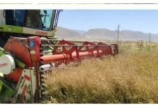 آغاز برداشت کلزا از مزارع سرپل‌ذهاب / پیش‌بینی تولید بیش از ۲۵۰ تن دانه روغنی