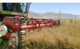 آغاز برداشت کلزا از مزارع سرپل‌ذهاب / پیش‌بینی تولید بیش از ۲۵۰ تن دانه روغنی