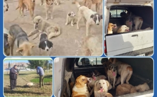جمع‌آوری سگ‌های بلاصاحب از سطح شهر در راستای ارتقای بهداشت و امنیت شهروندان