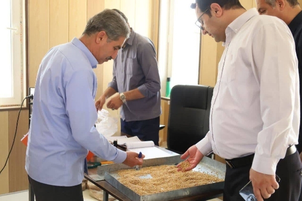خرید ۲۷ هزار تن گندم از کشاورزان کرمانشاه؛ نظارت میدانی بر مراکز خرید تضمینی در مناطق گرمسیری