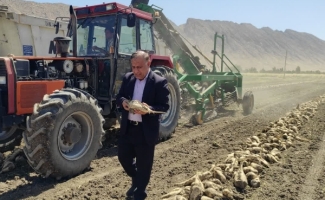 آغاز برداشت چغندر قند پاییزه در سرپل‌ذهاب